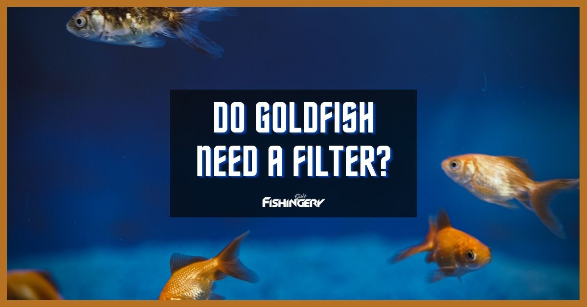 Do Goldfish Need A Filter