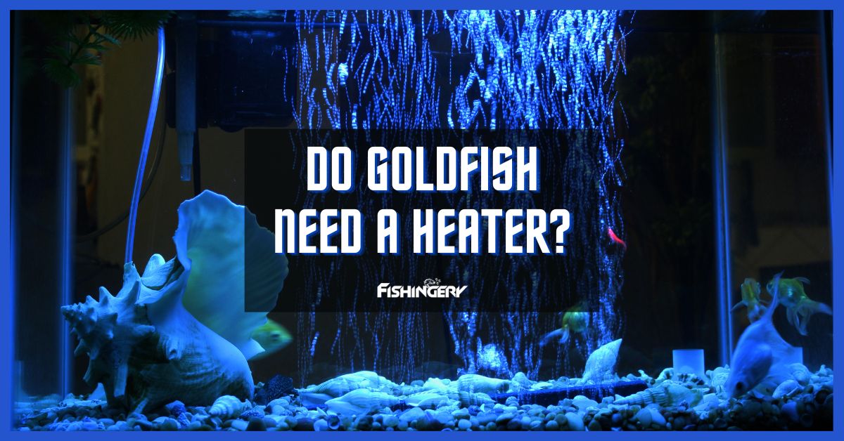 Do Goldfish Need A Heater
