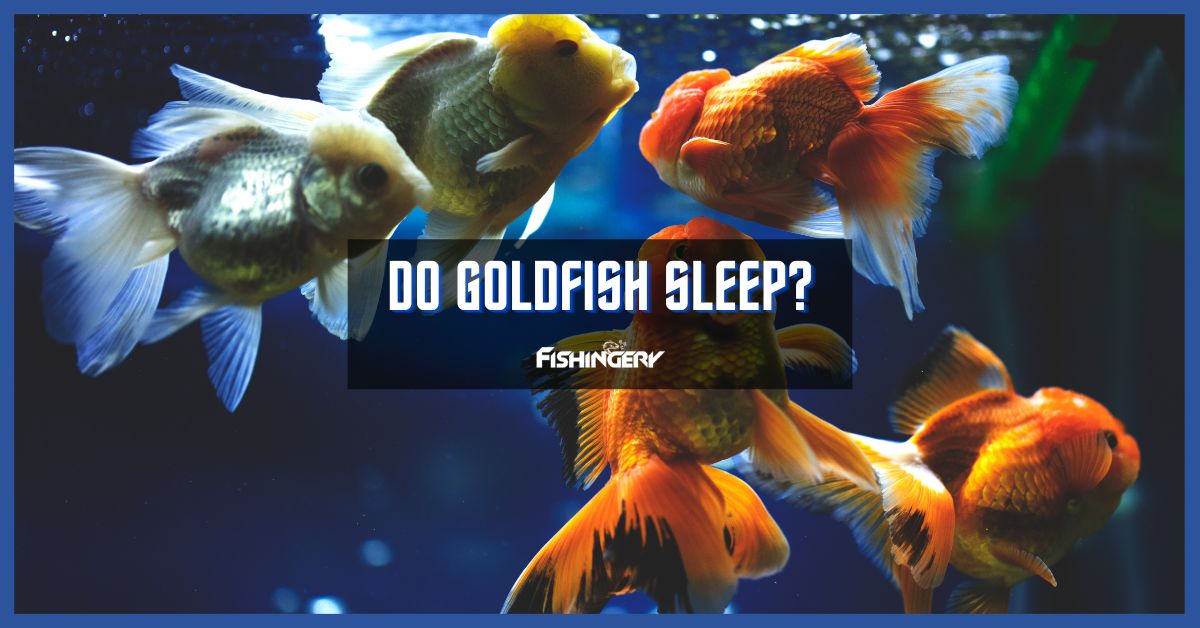 Do Goldfish Sleep