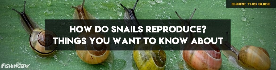 Explaining How Do Snails Reproduce