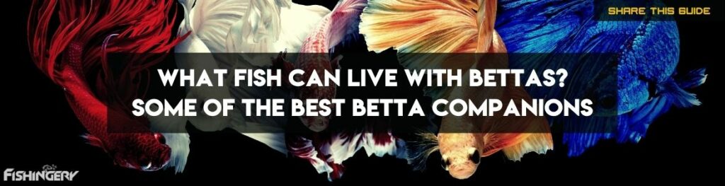 Fish That Can Live With Bettas