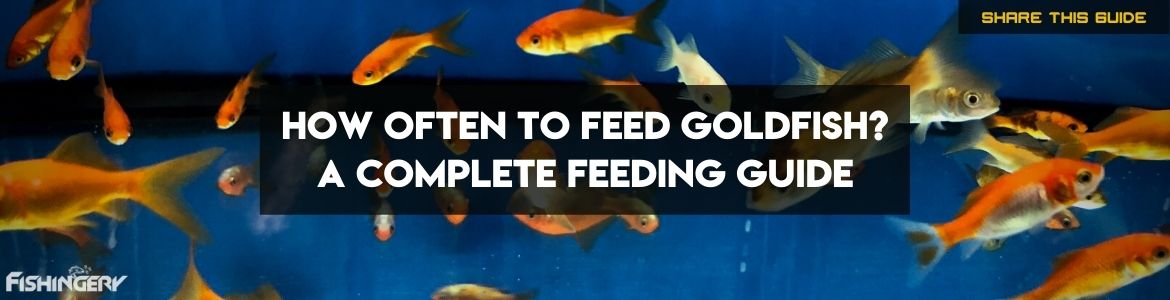 Guide On How Often To Feed Goldfish