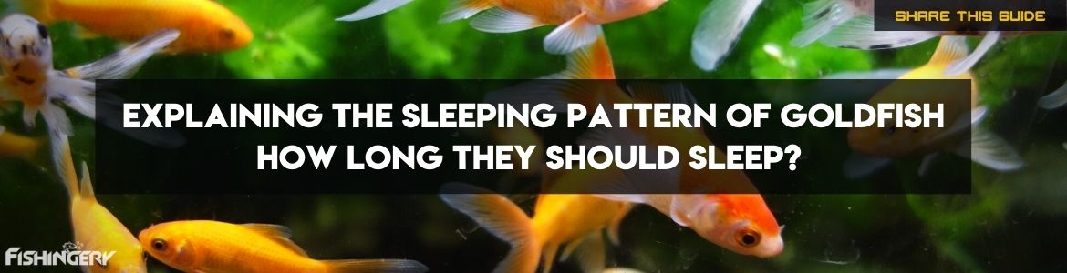 Guide on Do Goldfish Sleep