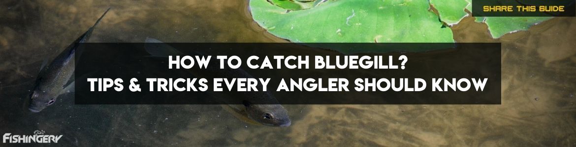 Guide on How To Catch Bluegill