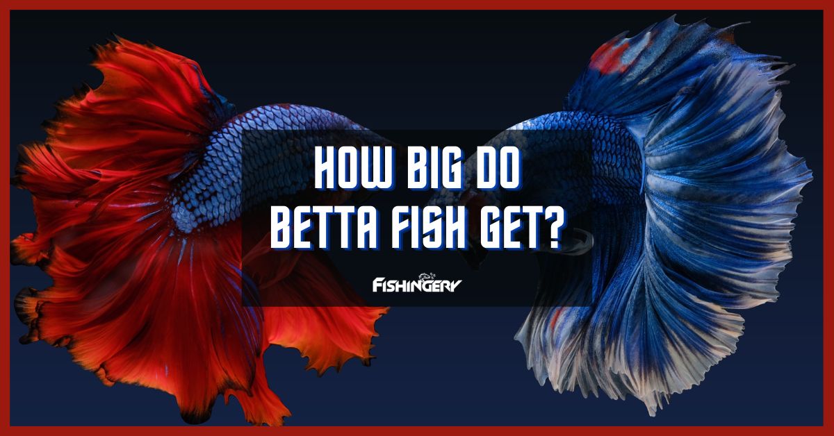 How Big Do Betta Fish Get