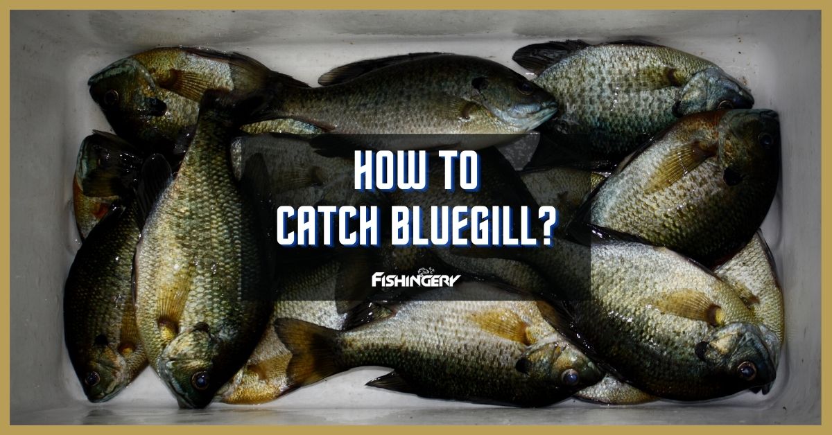 How To Catch Bluegill