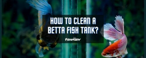 How To Clean A Betta Fish Tank Like A Pro?