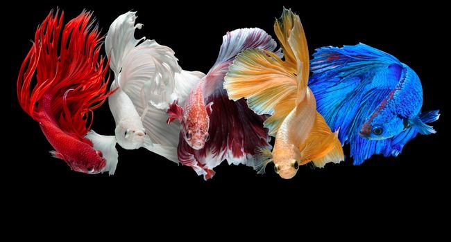 Image of 5 different colored betta fish