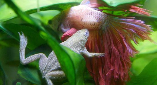 Image of African Dwarf Frog With Betta Fish