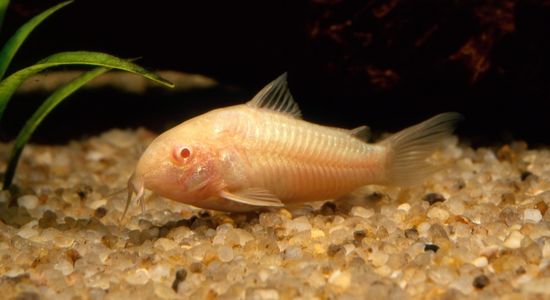 Image of Albino Cory Cat Fish