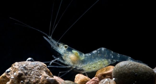 Image of Glass Shrimp