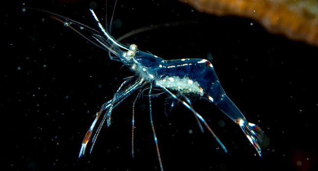 Image of Glass or Ghost Shrimp In Wild