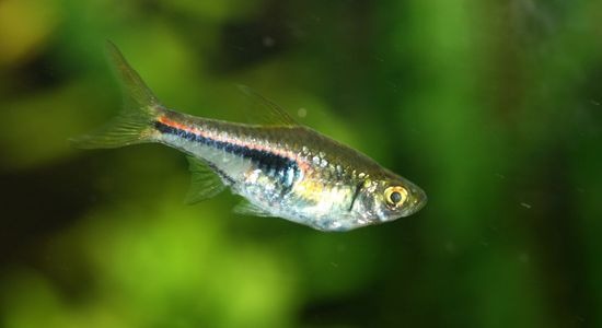 Image of Harlequin Rasbora Fish