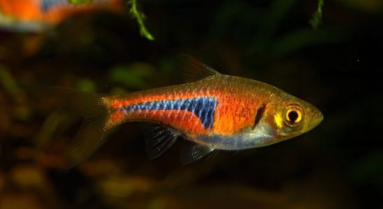 Image of Lambchop Rasbora Fish