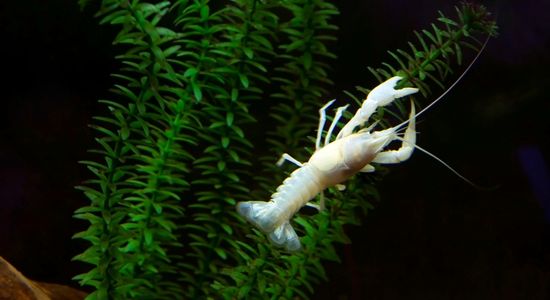 Image of White Dwarf Crayfish