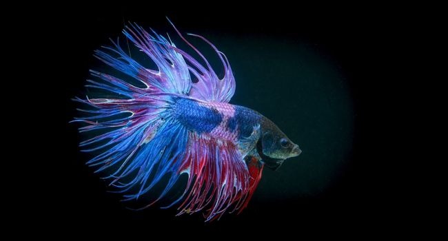 Image of a beautiful betta fish