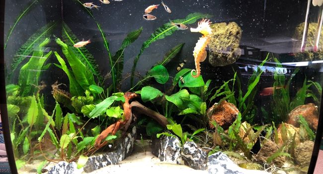 Image of an aquarium with fish and plants