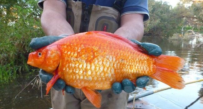 Image of big goldfish pet released in wild