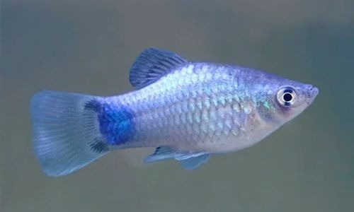 Image of blue Platy Fish