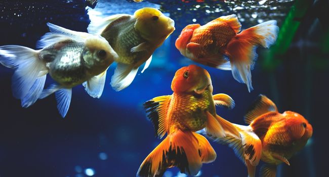 Image of five different goldfish