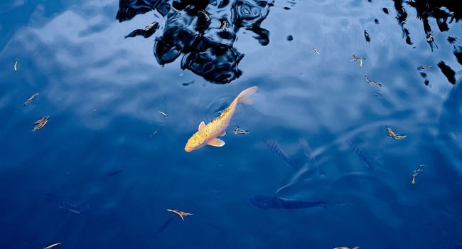 Image of goldfish in a lake