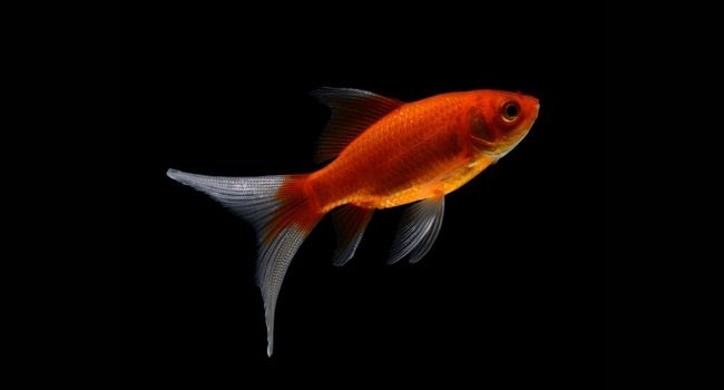 Image of goldfish with a black background