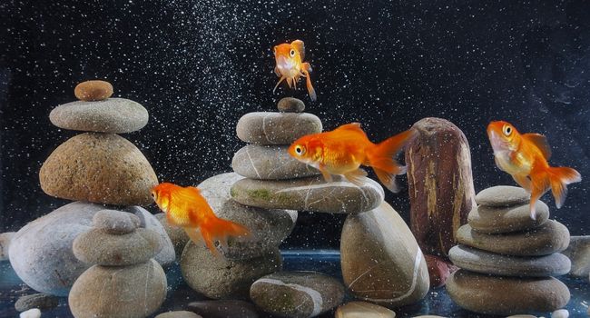 Image of goldfishes in fishing tank