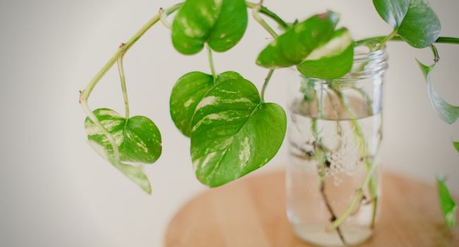 Image of jar with pothos plant in it
