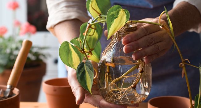 Image of person holding a jar of pothos plants