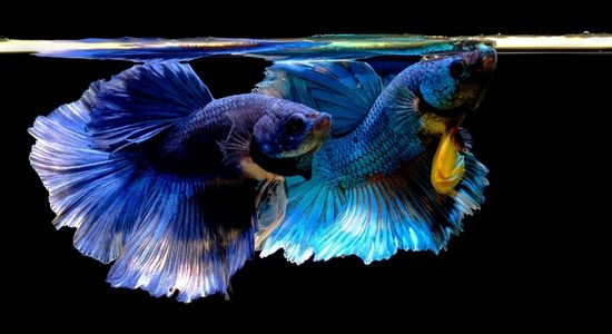 Image of two beautiful betta fish