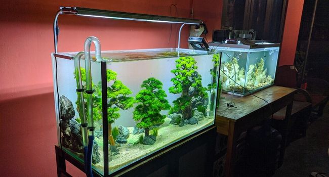 Image of two fish tanks with vegetation