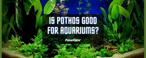Is Pothos Good For Aquariums? (In-Depth Guide)