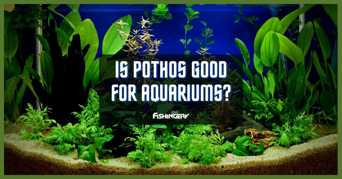 Is Pothos Good For Aquariums