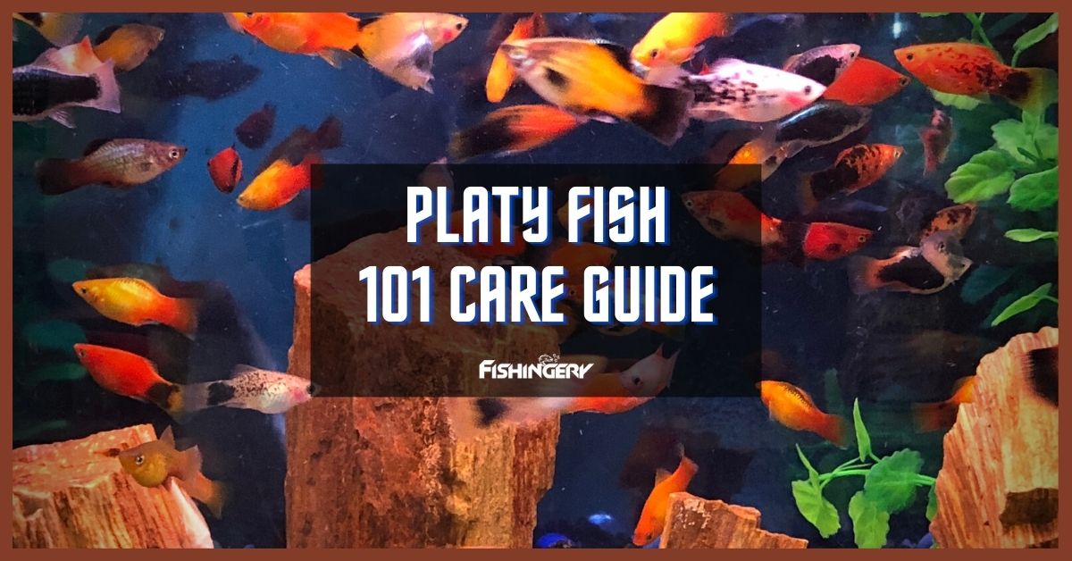 Platy Fish Care