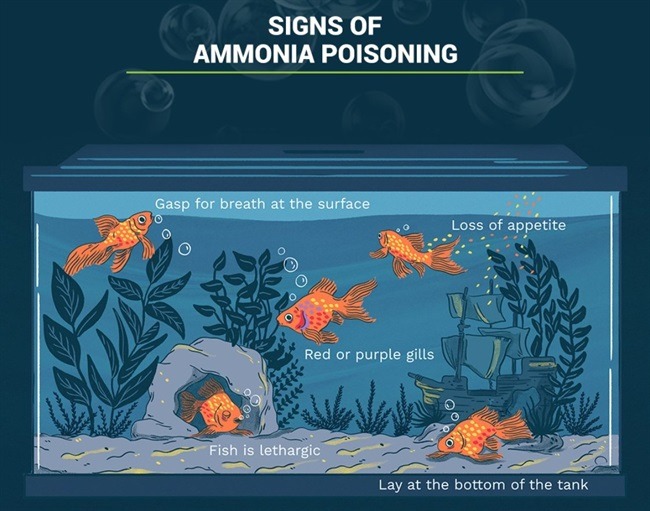 Signs of Ammonia poisoning in fish tank