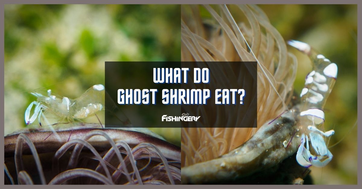 will ghost shrimp eat tadpoles