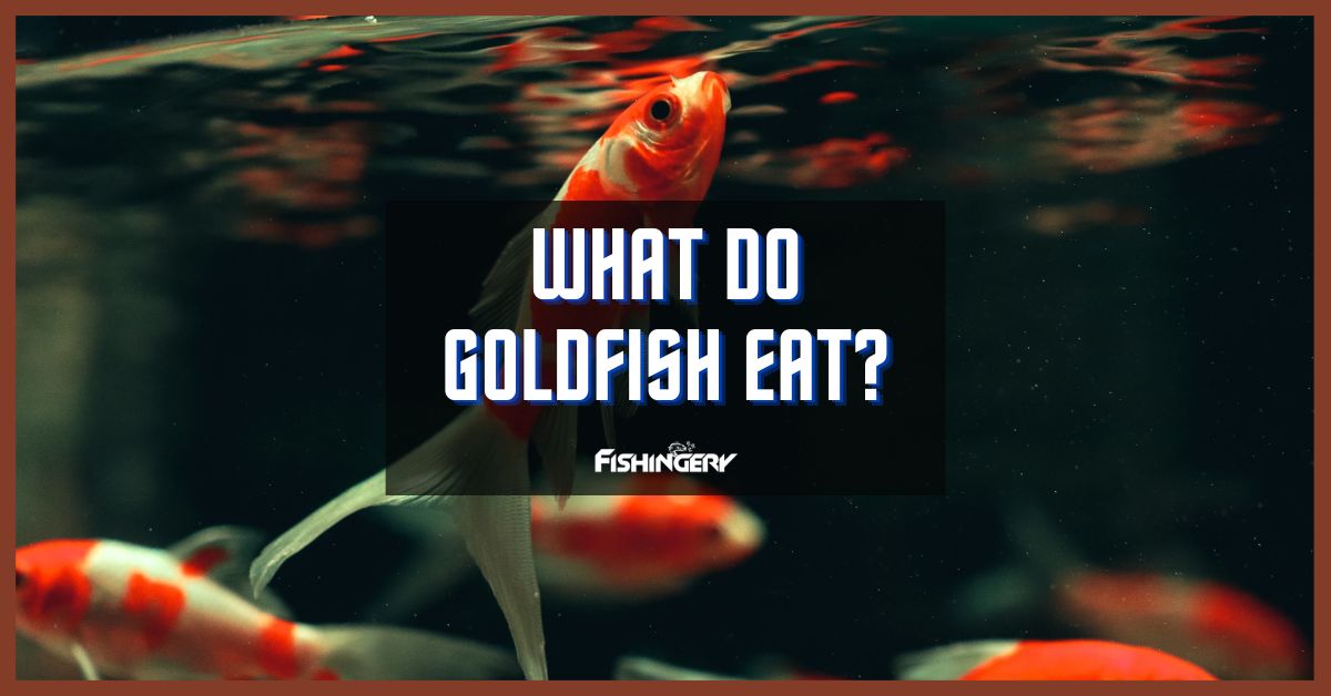 What Do Goldfish Eat
