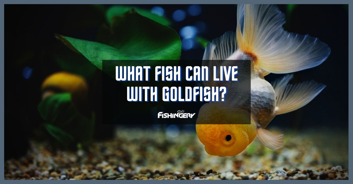 What Fish Can Live With Goldfish