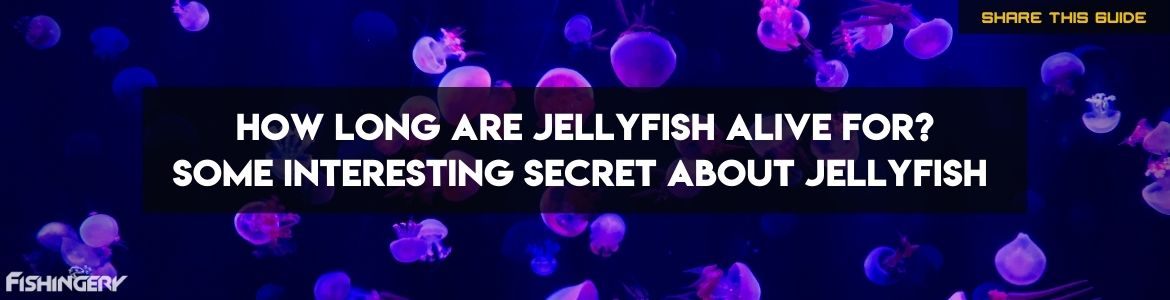 What Is The Average Jellyfish Life Cycle