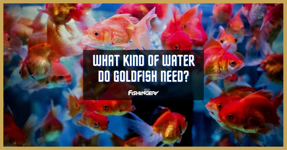 What Kind Of Water Do Goldfish Need