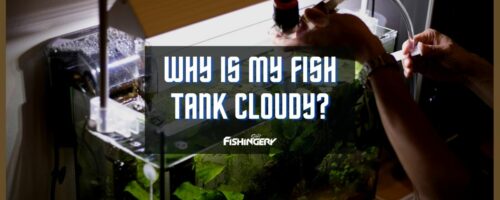 Why Is My Fish Tank Cloudy? (Causes & Fixes)