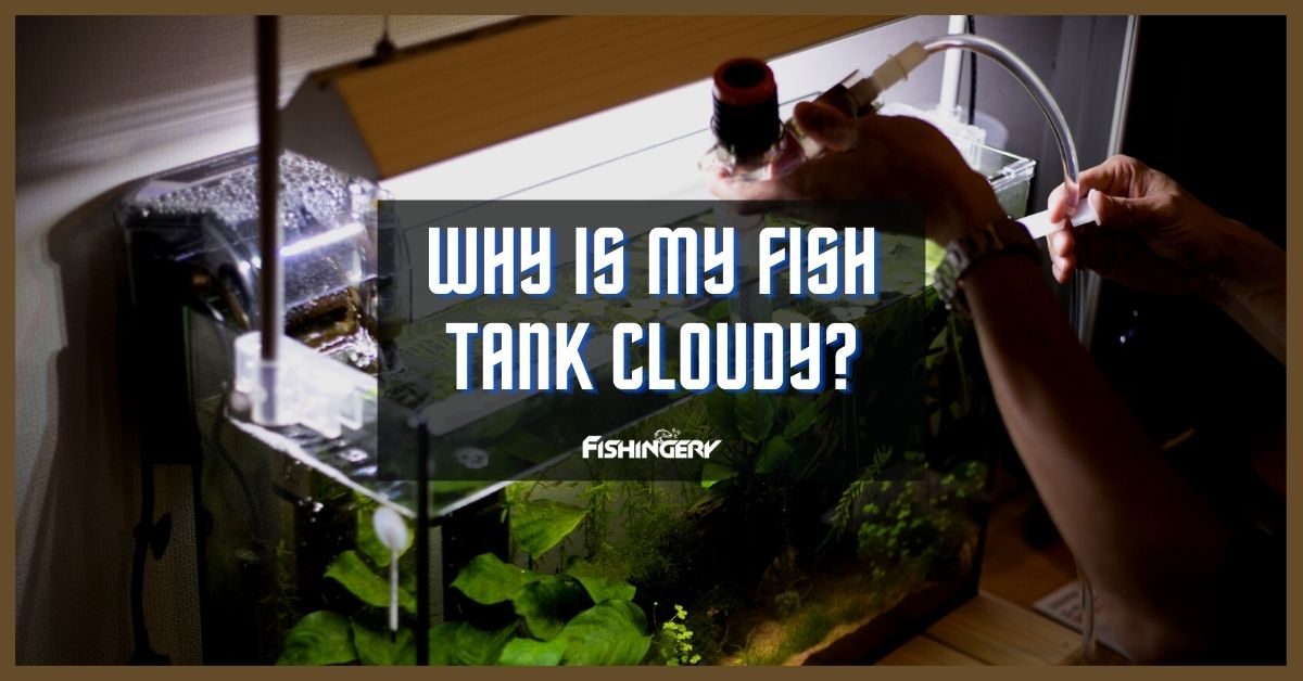 Why Is My Fish Tank Cloudy