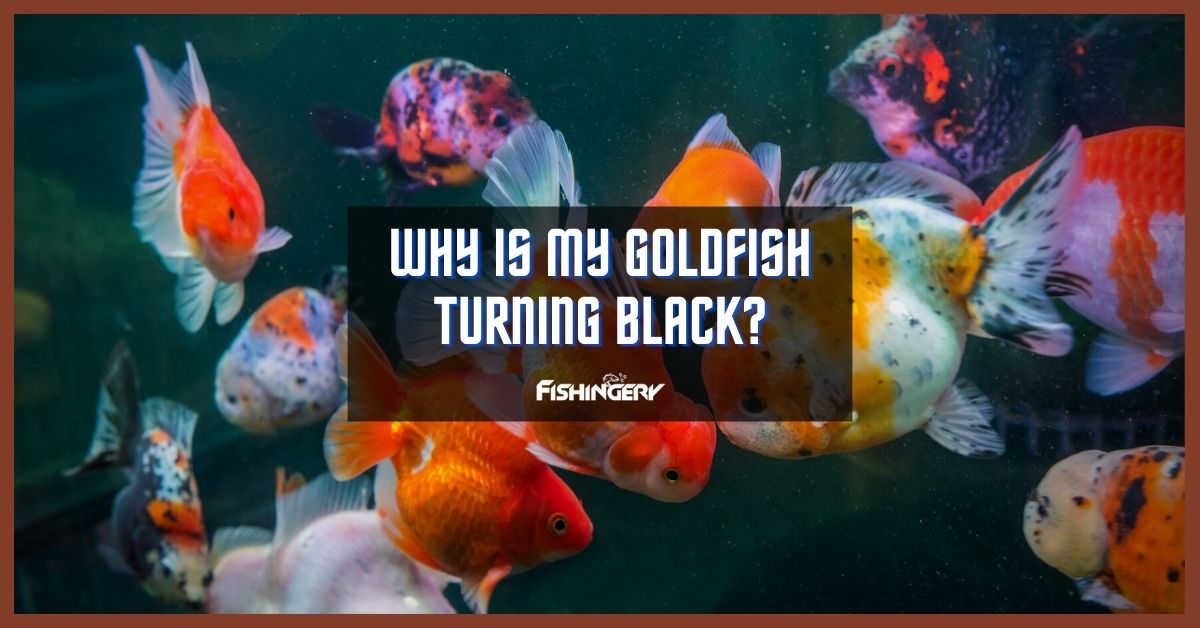 Why Is My Goldfish Turning Black
