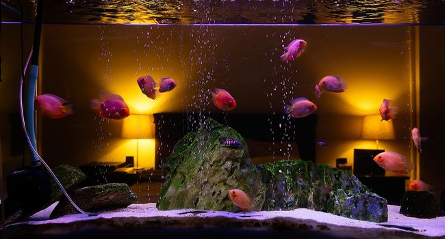 a bit aquarium in bedroom with fish