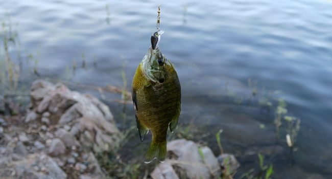 bluegill fish hanging to a fishing line