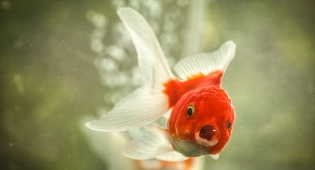 close up Image of goldfish eating something