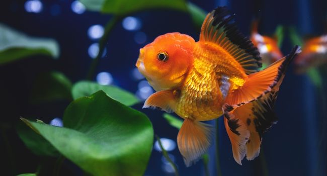 goldfish with some black sports on its tail