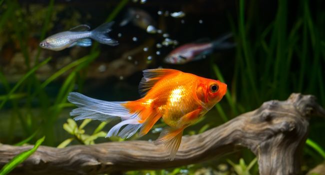goldish in aquarium with other fish