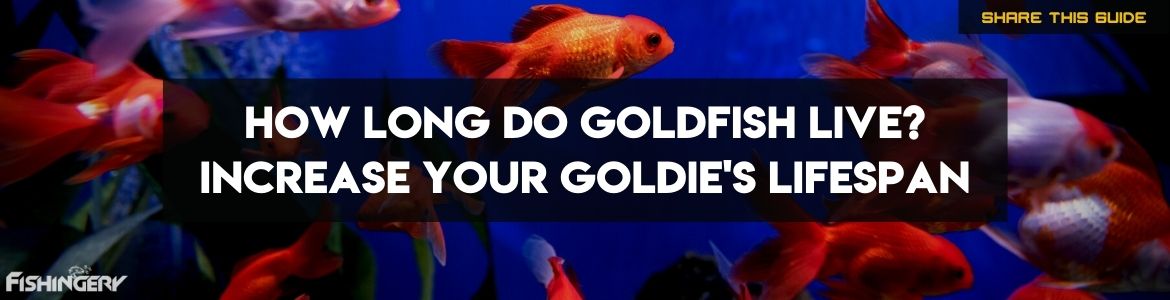 how long can goldfish live