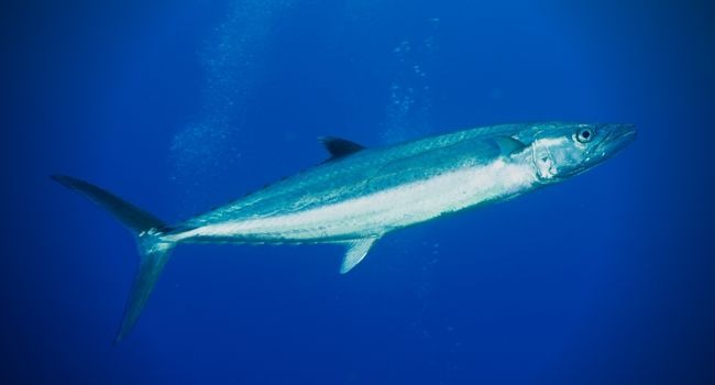 image of Cero Mackerel Fish